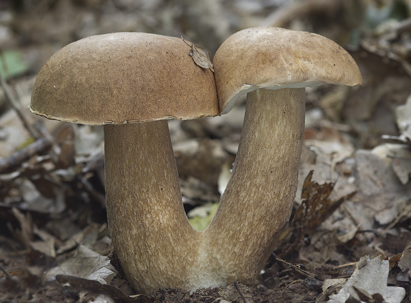 Boletus reticulatus